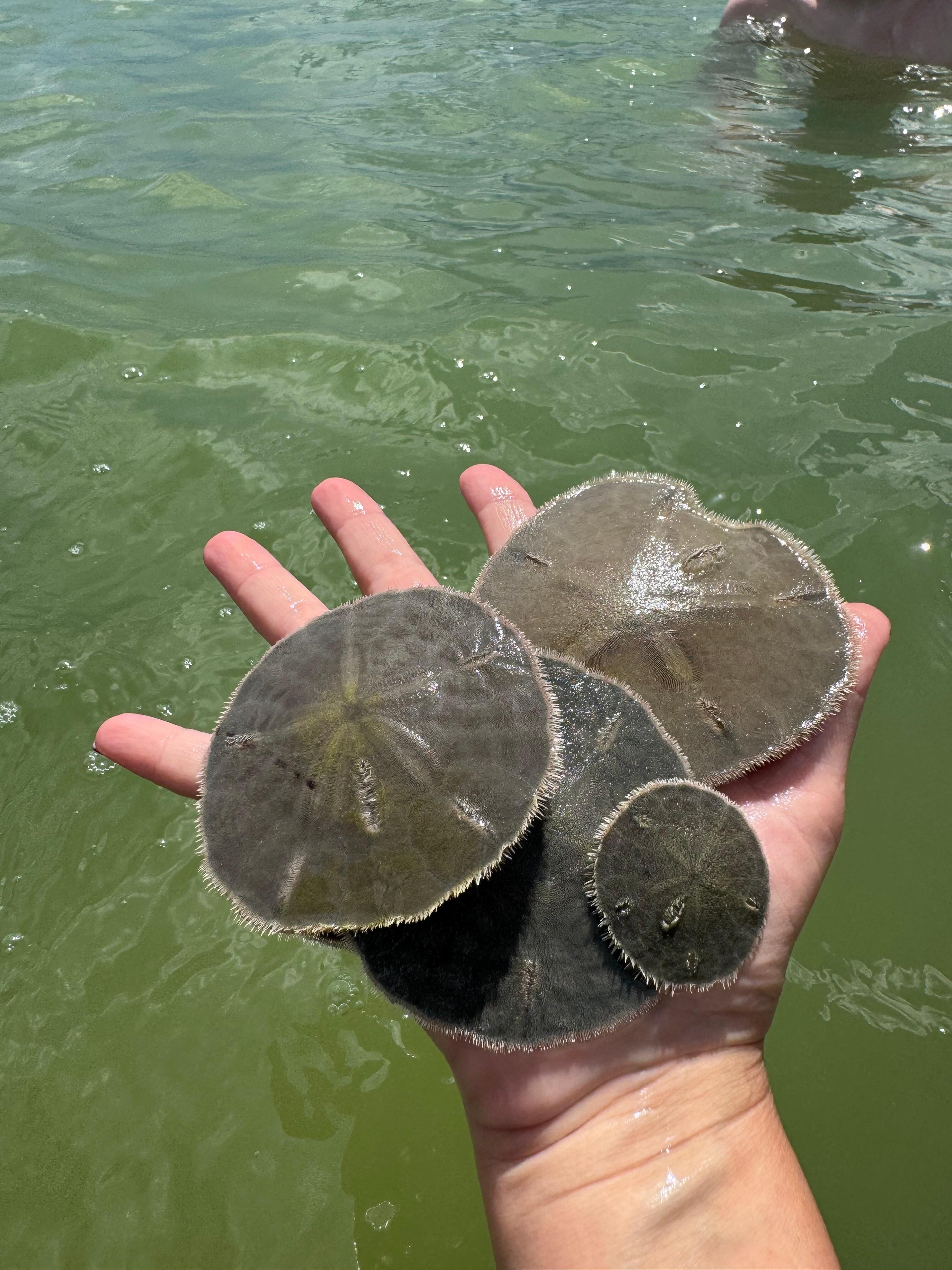 Catch and release sand dollars 
