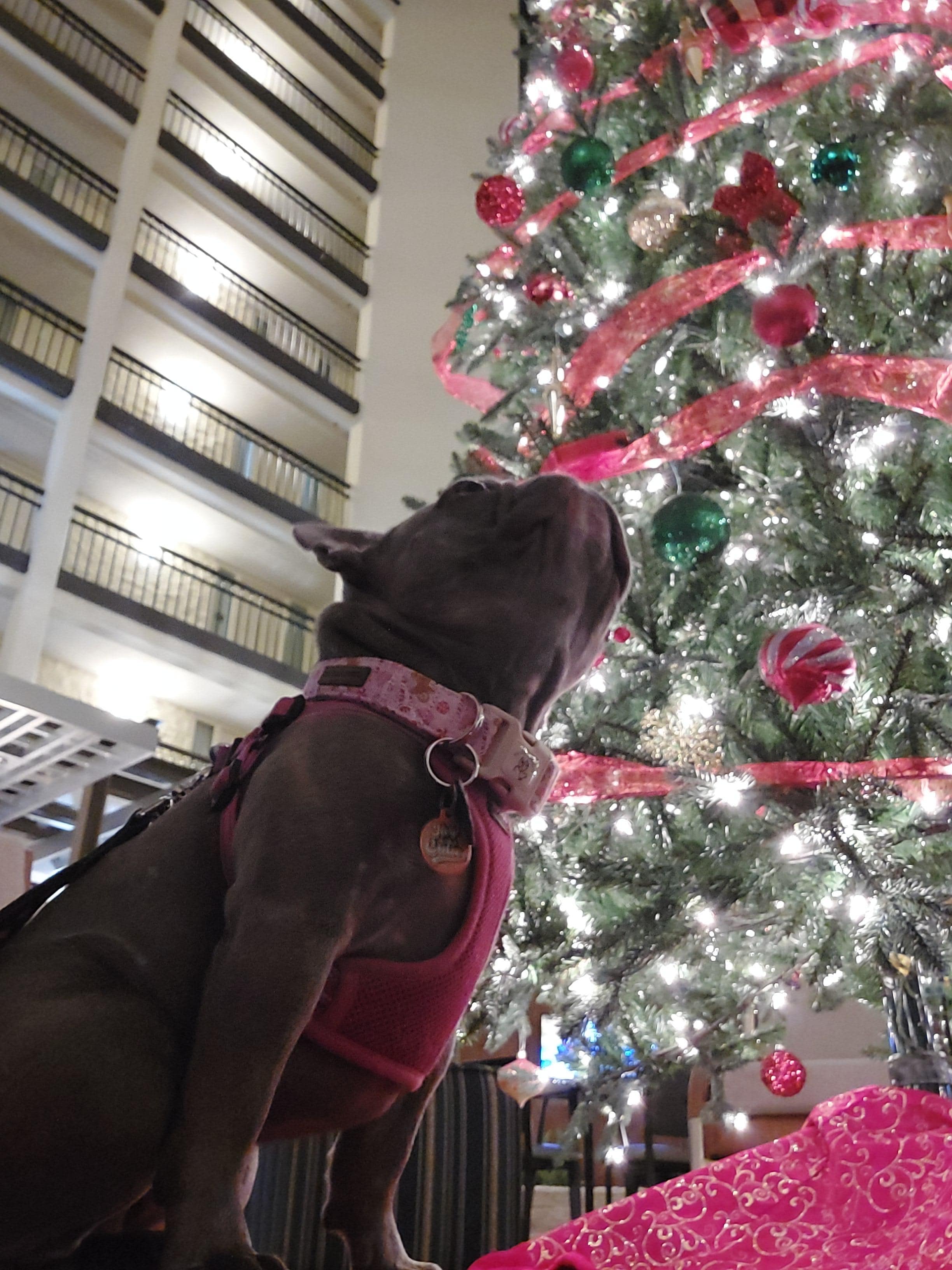 We travel with our French bulldog and having the hotel dog friendly is such a relief.  Having the pet relief just in front of the lobby was a so nice, it was very very cold and closeness made taking her out so much easier.