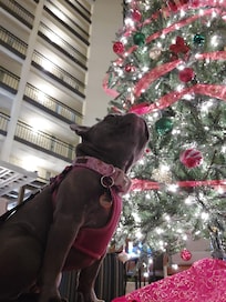 We travel with our French bulldog and having the hotel dog friendly is such a relief. Having the pet relief just in front of the lobby was a so nice, it was very very cold and closeness made taking her out so much easier.