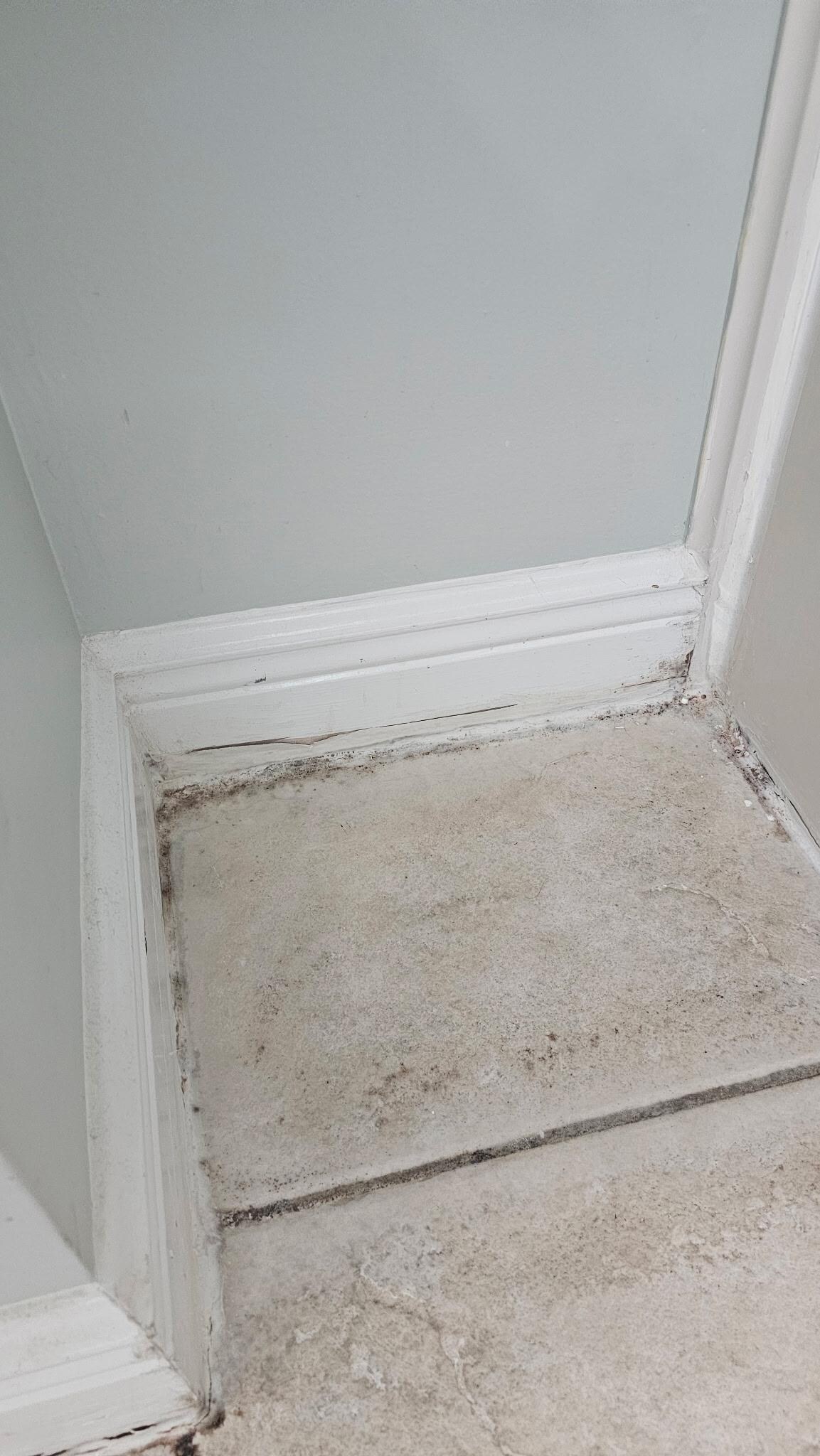 Mold 