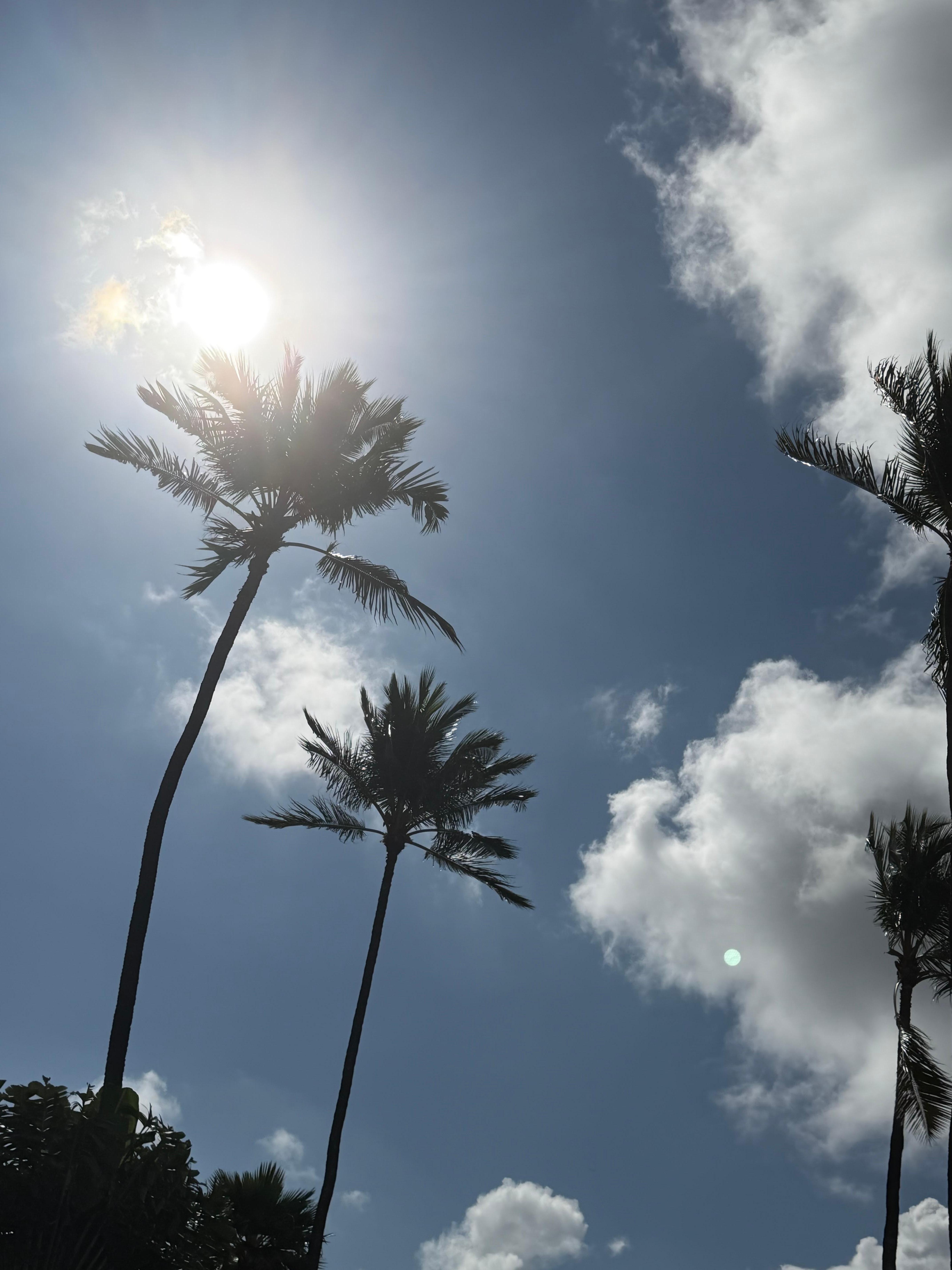 View from my lounge chair at the pool 