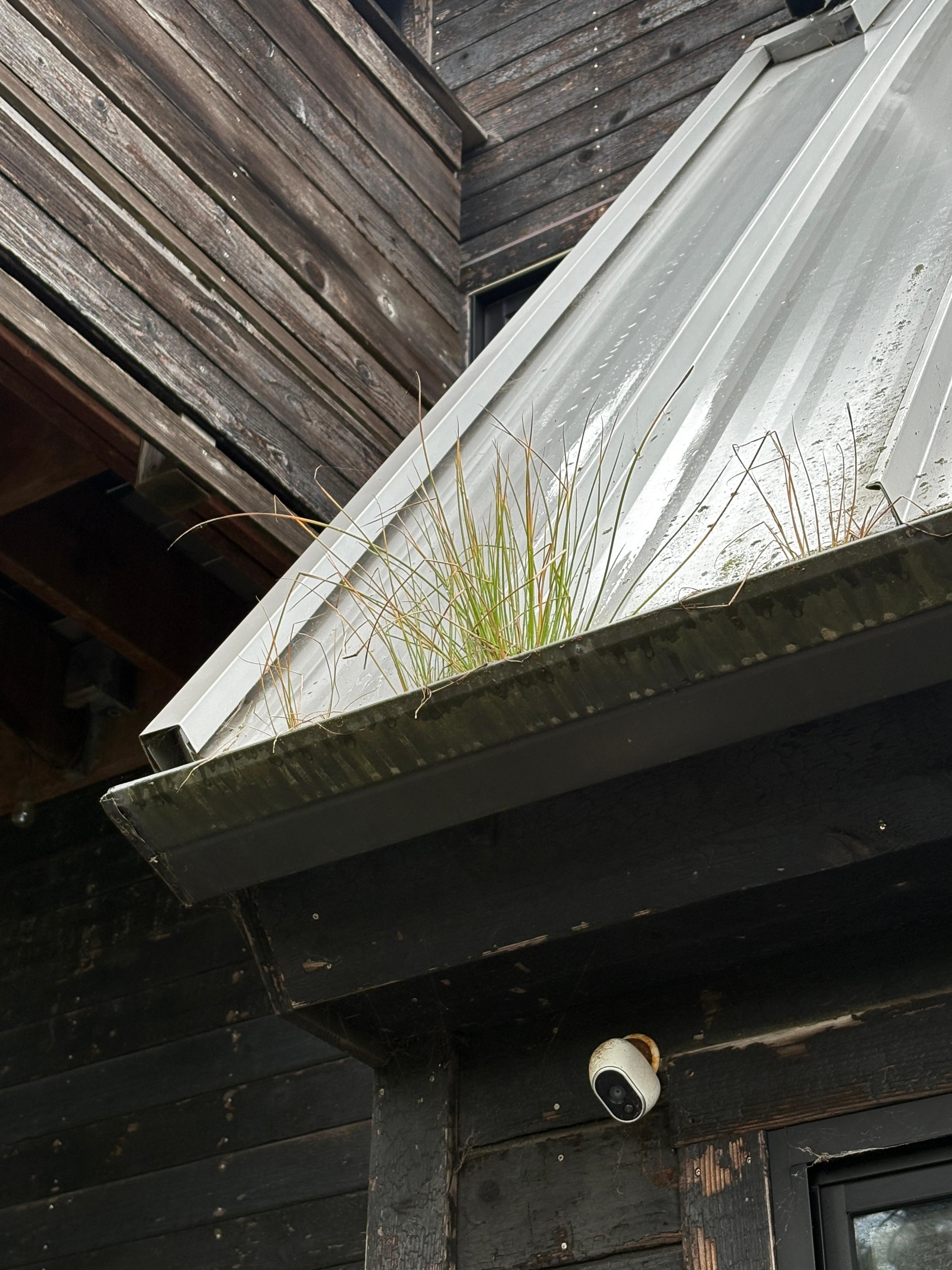Weeds in gutter