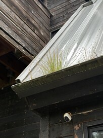 Weeds in gutter