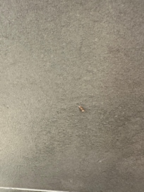 Mur salle de bain de la deuxiÚme chambre changement aprÚs fourchette en plastique trouvée dans la premiÚre