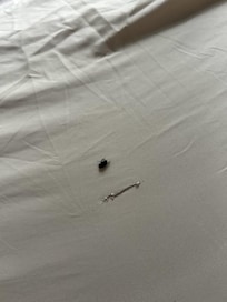 Dead fly in sheets and hole in sheet