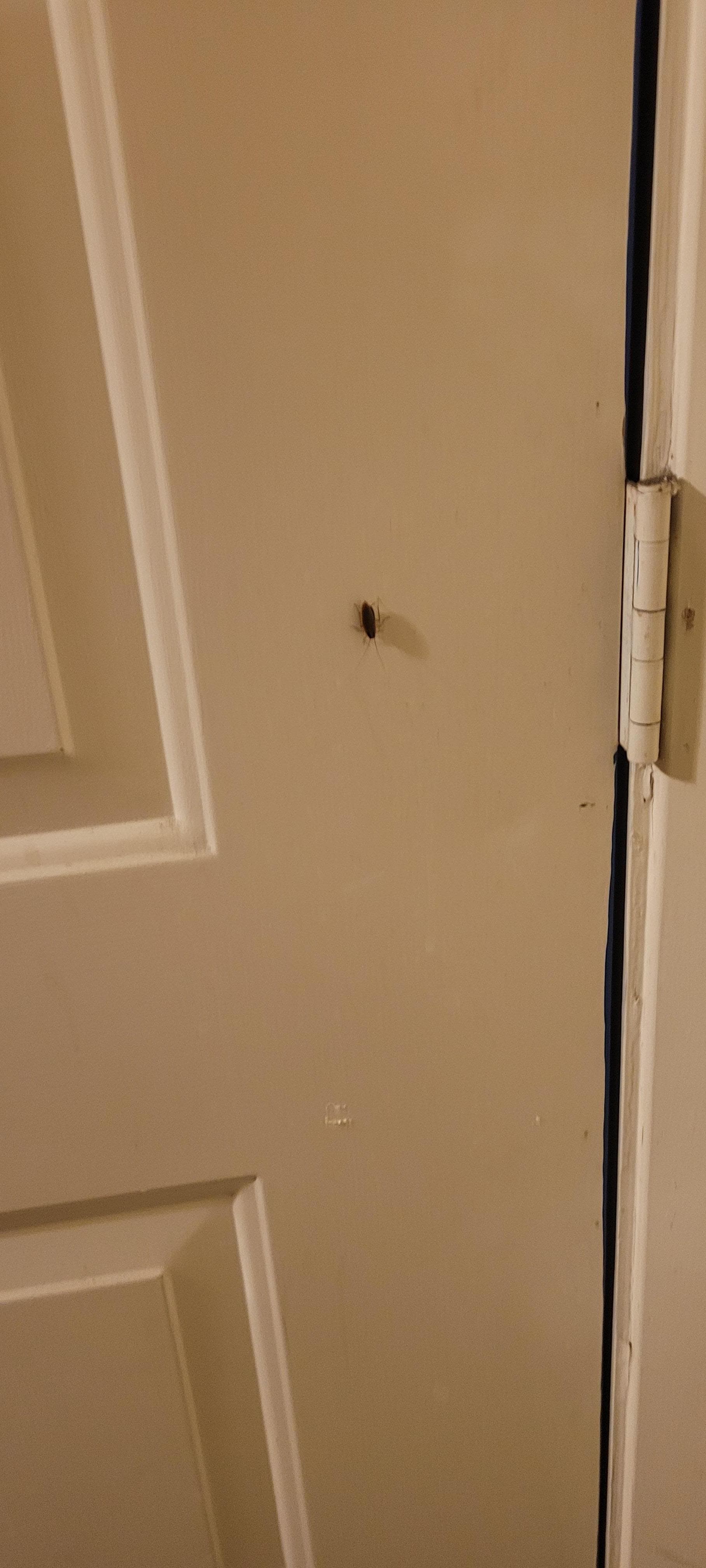 cockroaches on the wall