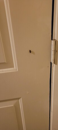 cockroaches on the wall