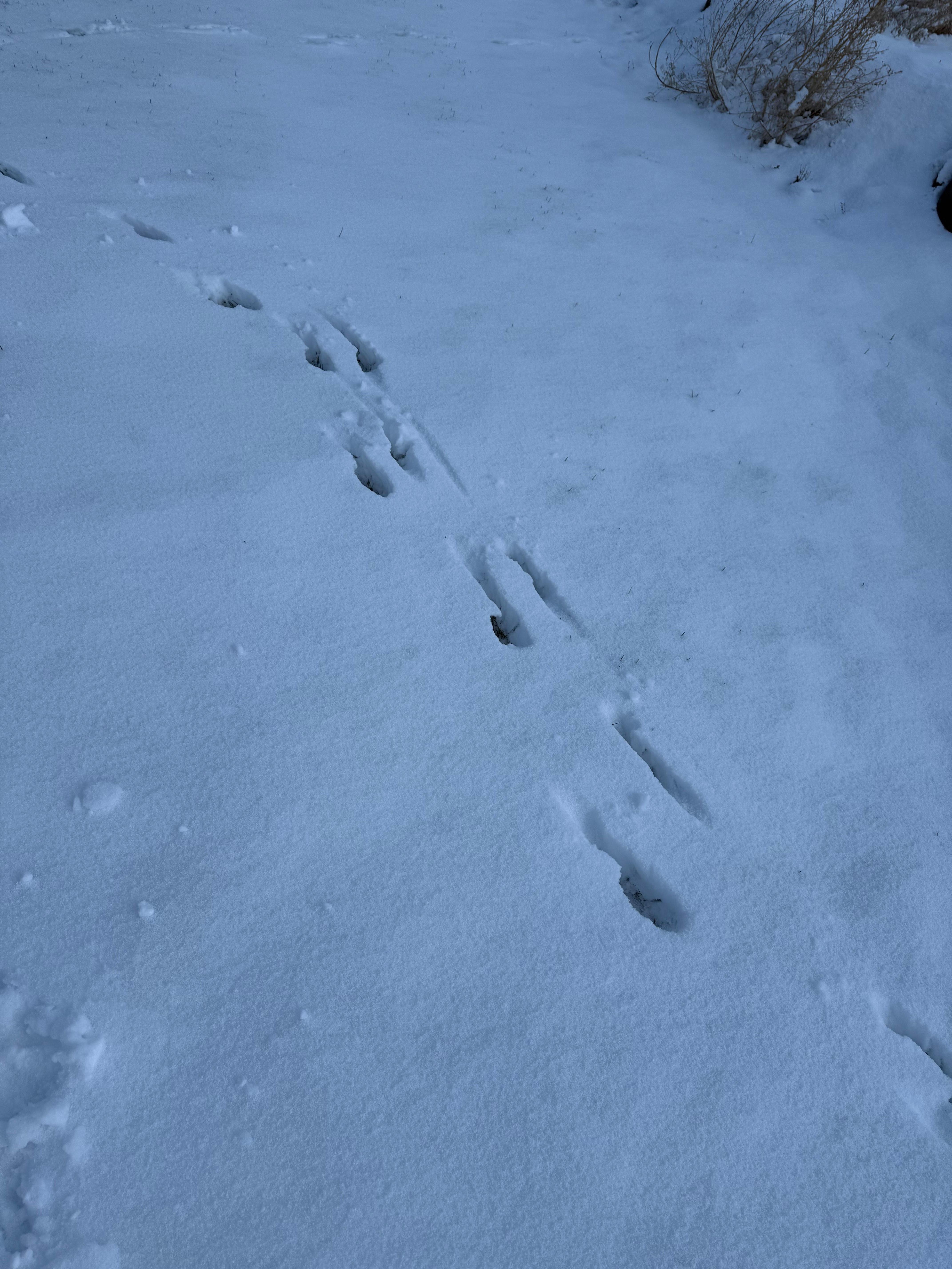 Waking up to animal tracks in the snow was one of our favorites. Even if we don’t know what they are.😂