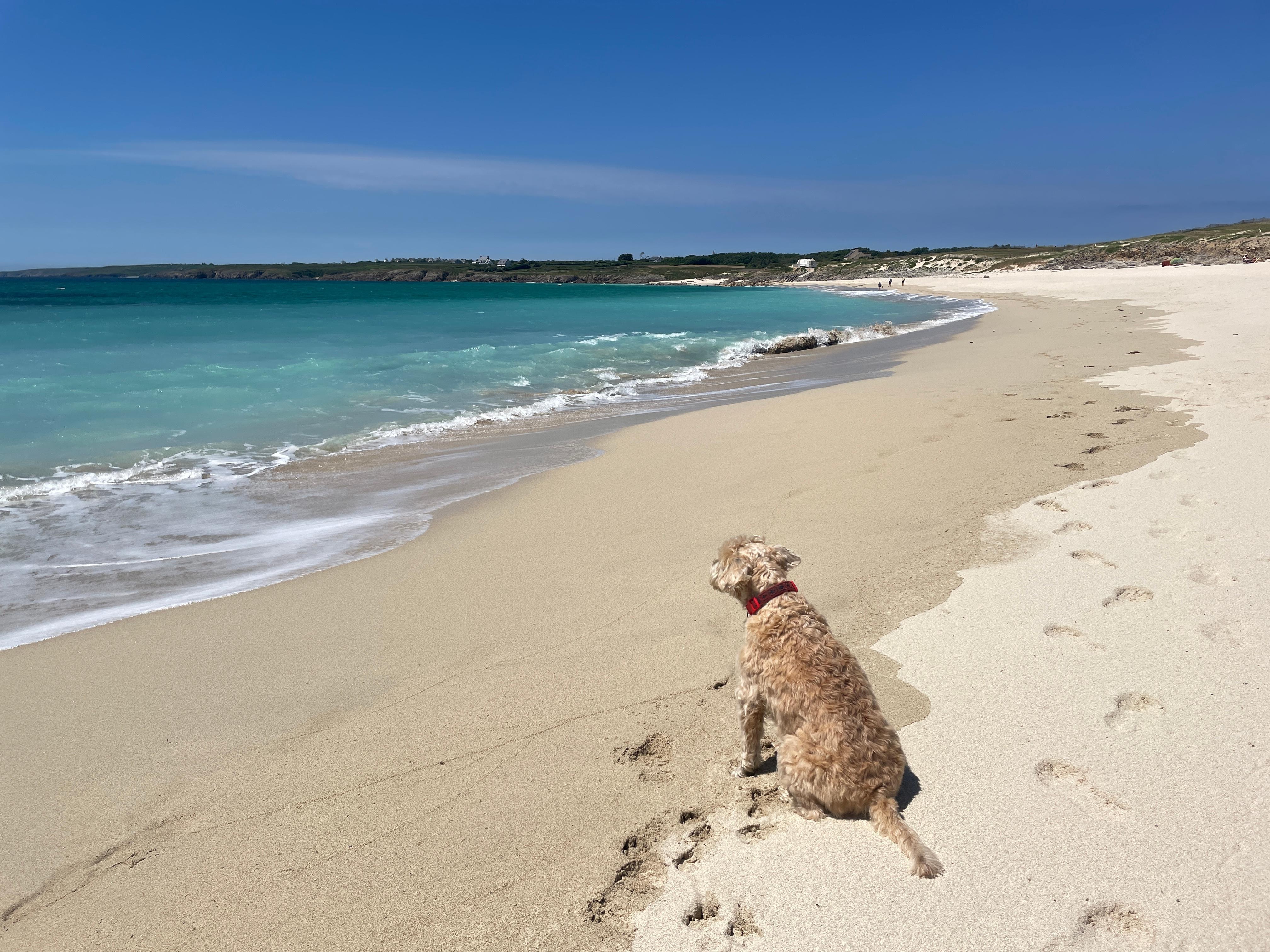 Notre chien sur la plage de sable à proximité de la maison 