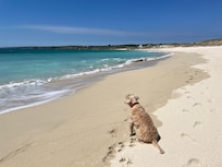 Notre chien sur la plage de sable à proximité de la maison