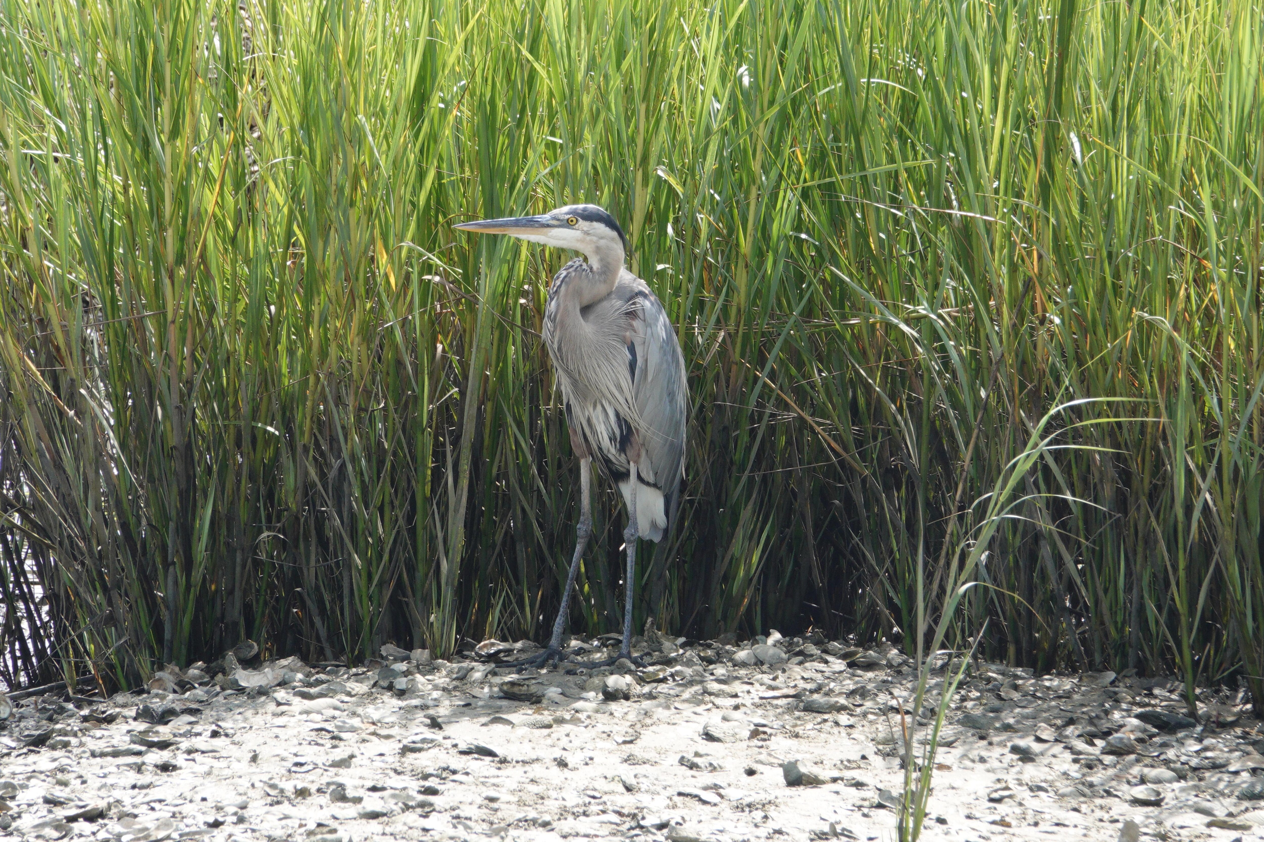 Great blue heron