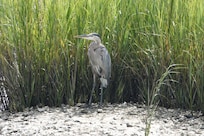 Great blue heron