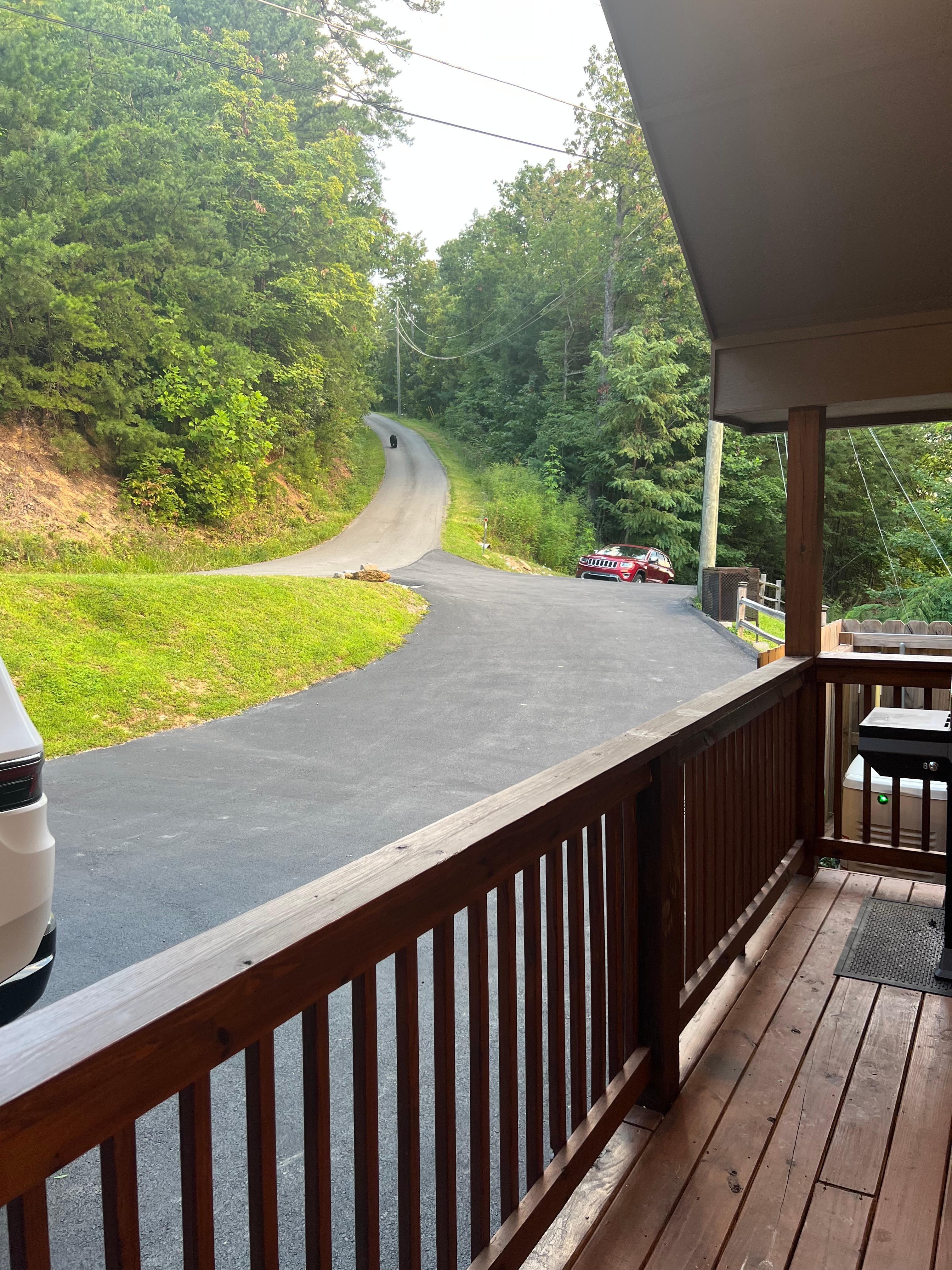 The bear walking up the road. 