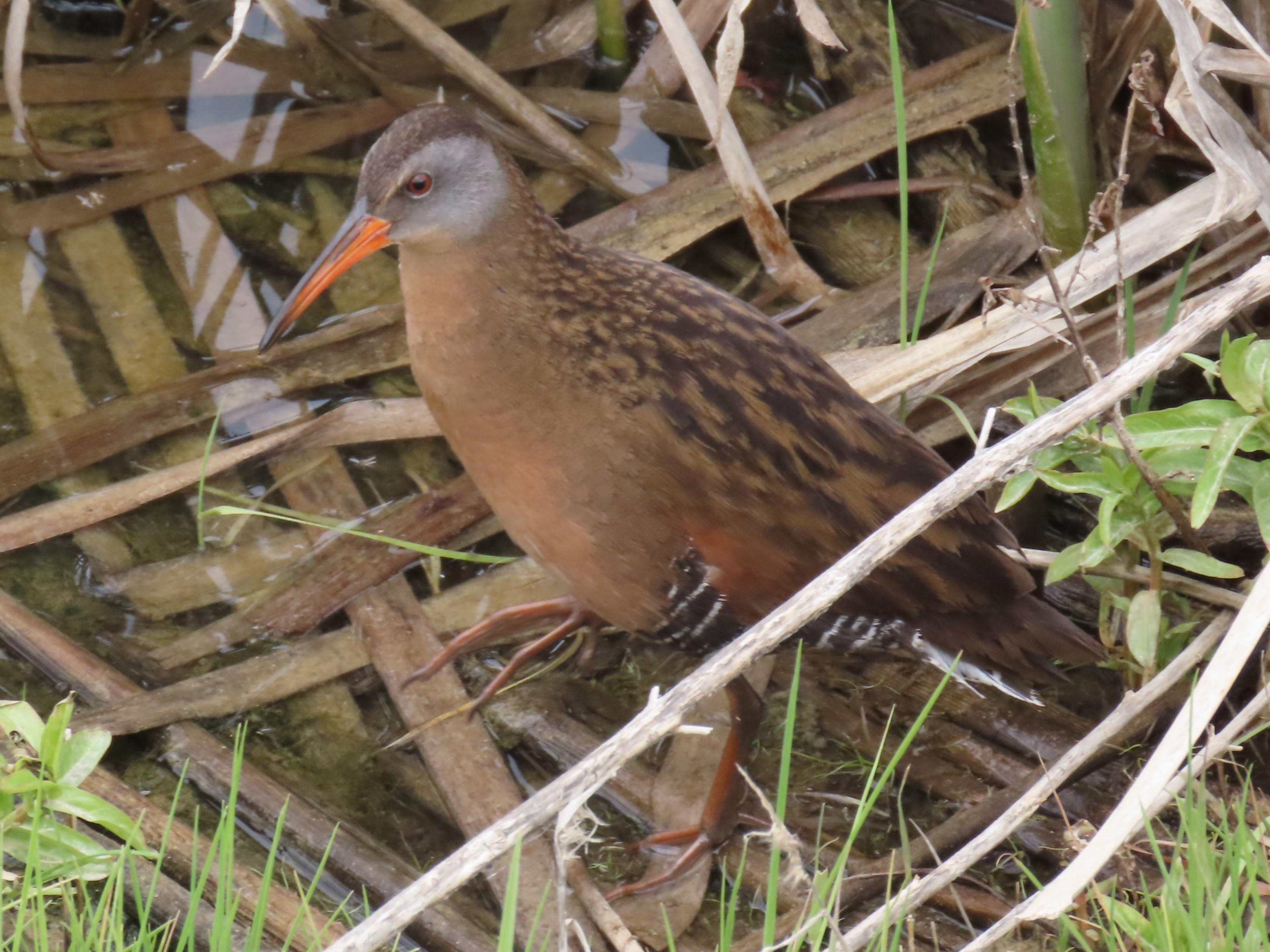 Virginia rail, Eccles nature center, Farmington