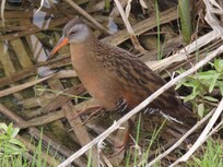 Virginia rail, Eccles nature center, Farmington
