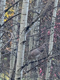 Grouse