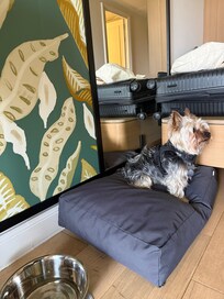 puppy accommodations