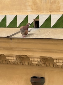 Our daily morning friend