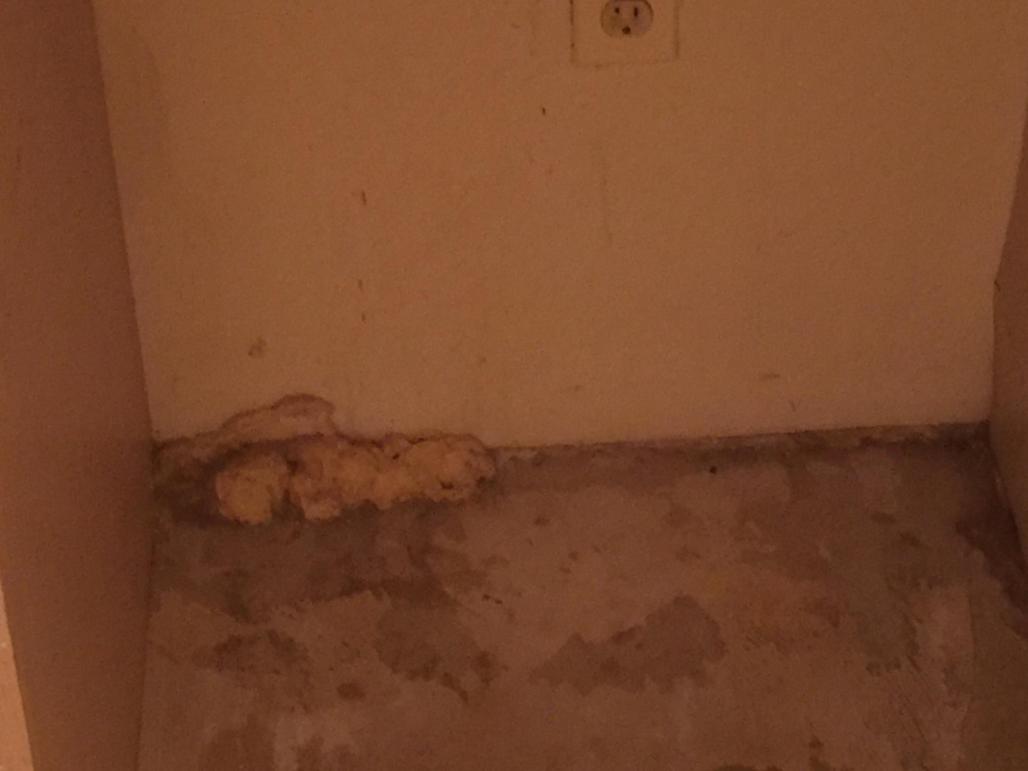 Something growing out of the floor