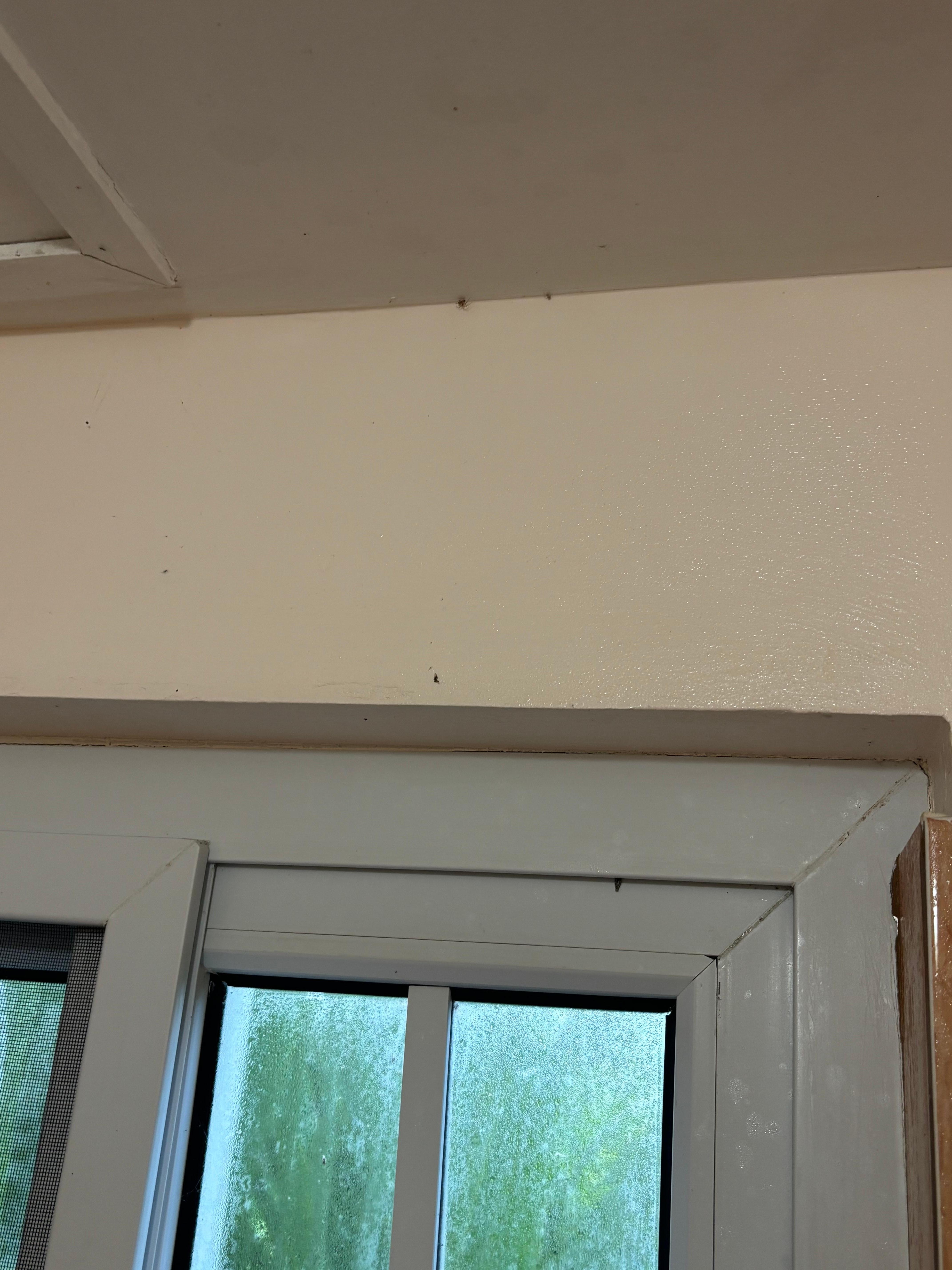 Bugs on the ceiling in the bathroom 