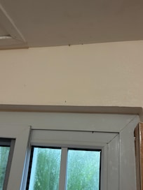 Bugs on the ceiling in the bathroom