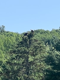 Bald eagles in the tree in the back yard.