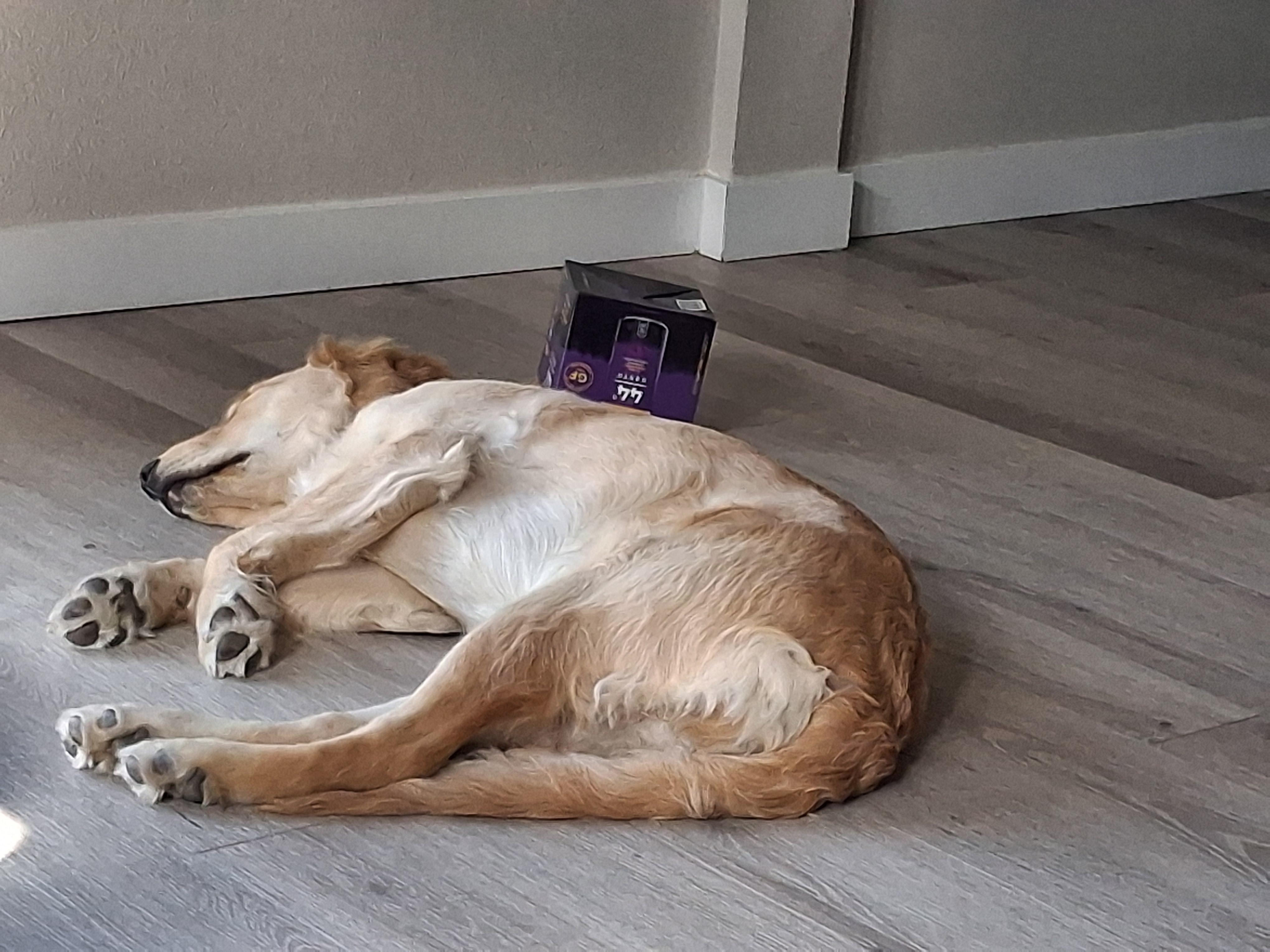 Tired pup=happiness. She loved sitting out in the back deck looking at the birds. It was lovely for us too! Nice patio furniture and shade!