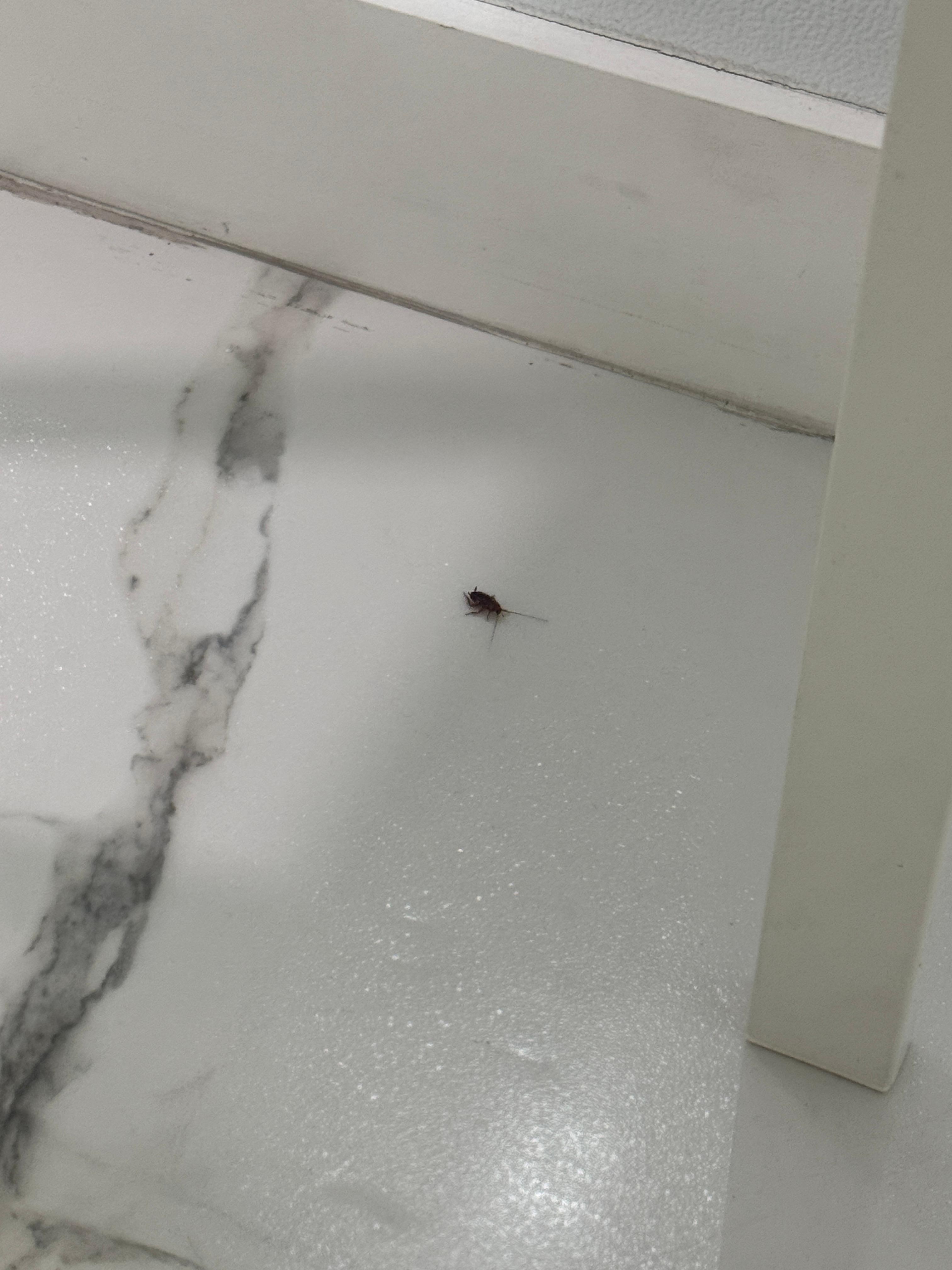 Cockroach in kitchen