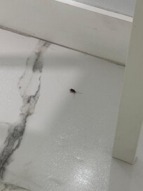 Cockroach in kitchen
