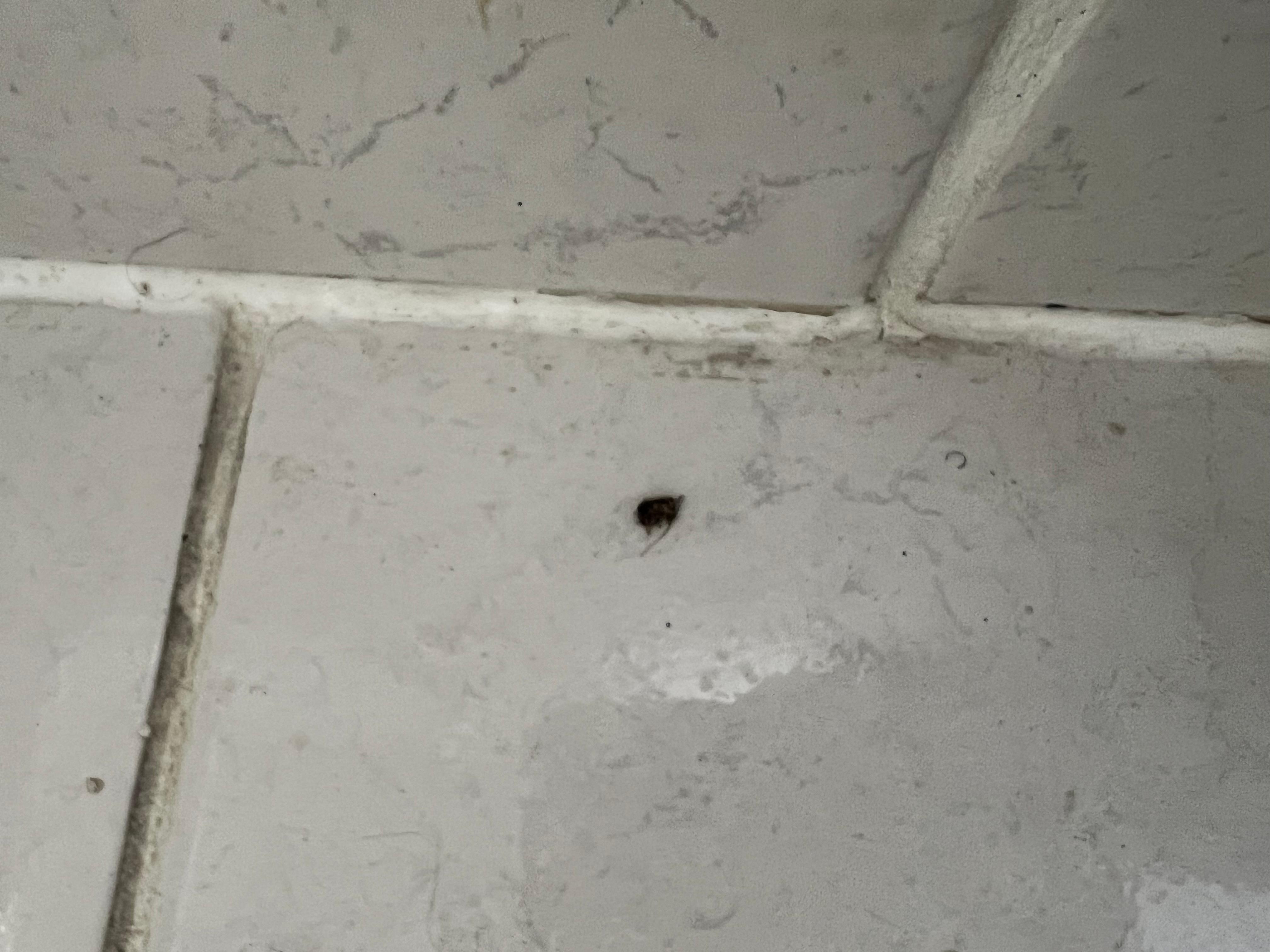 A bug I killed in the bathroom. 