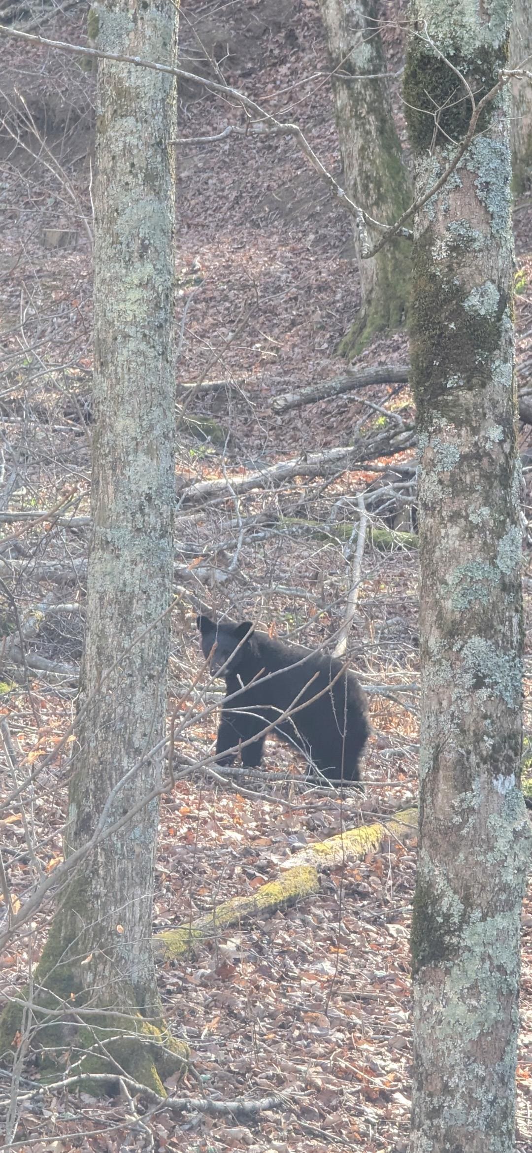 Bear cub seen from the deck. 