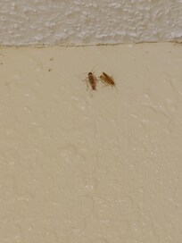 this was in the first room I had. comment made by staff was, this is a older hotel and one should expect some inconvenouses.