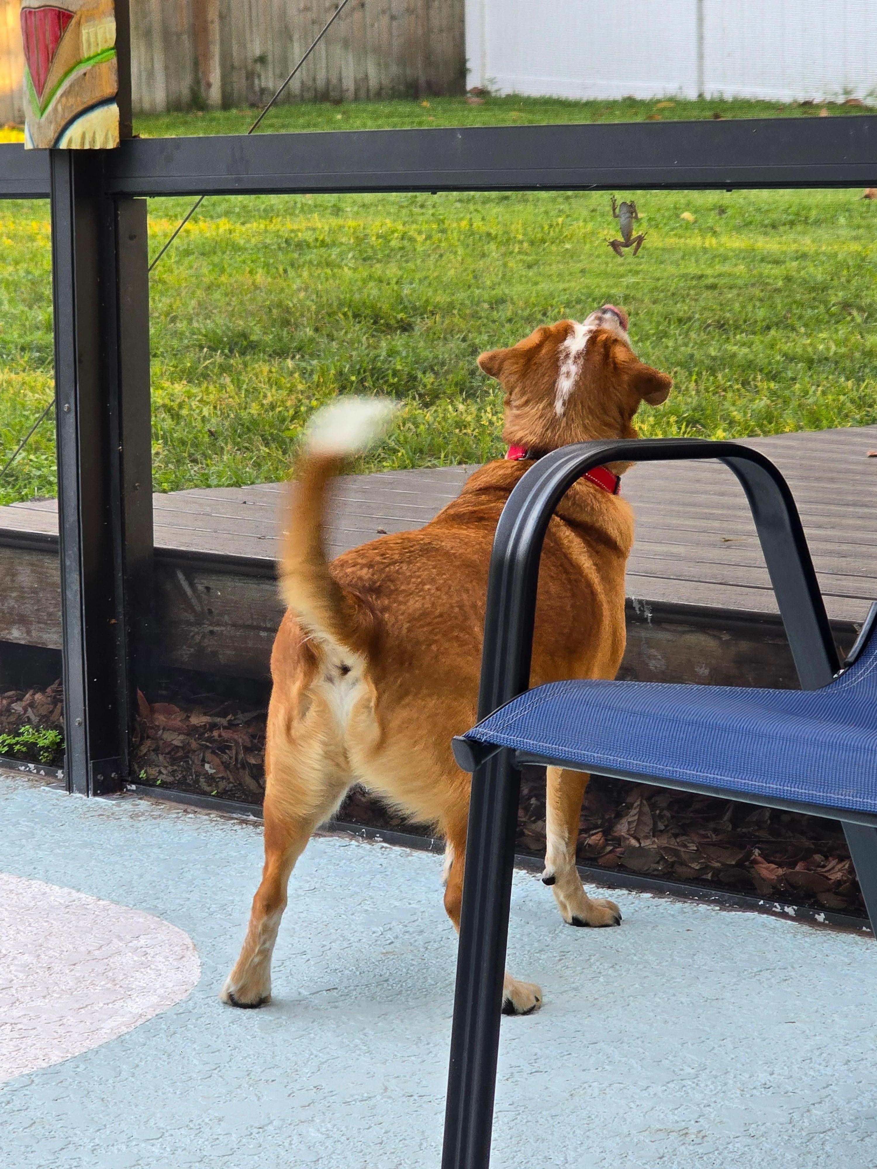 My little guy had never seen a frog before and when it jumped he jumped