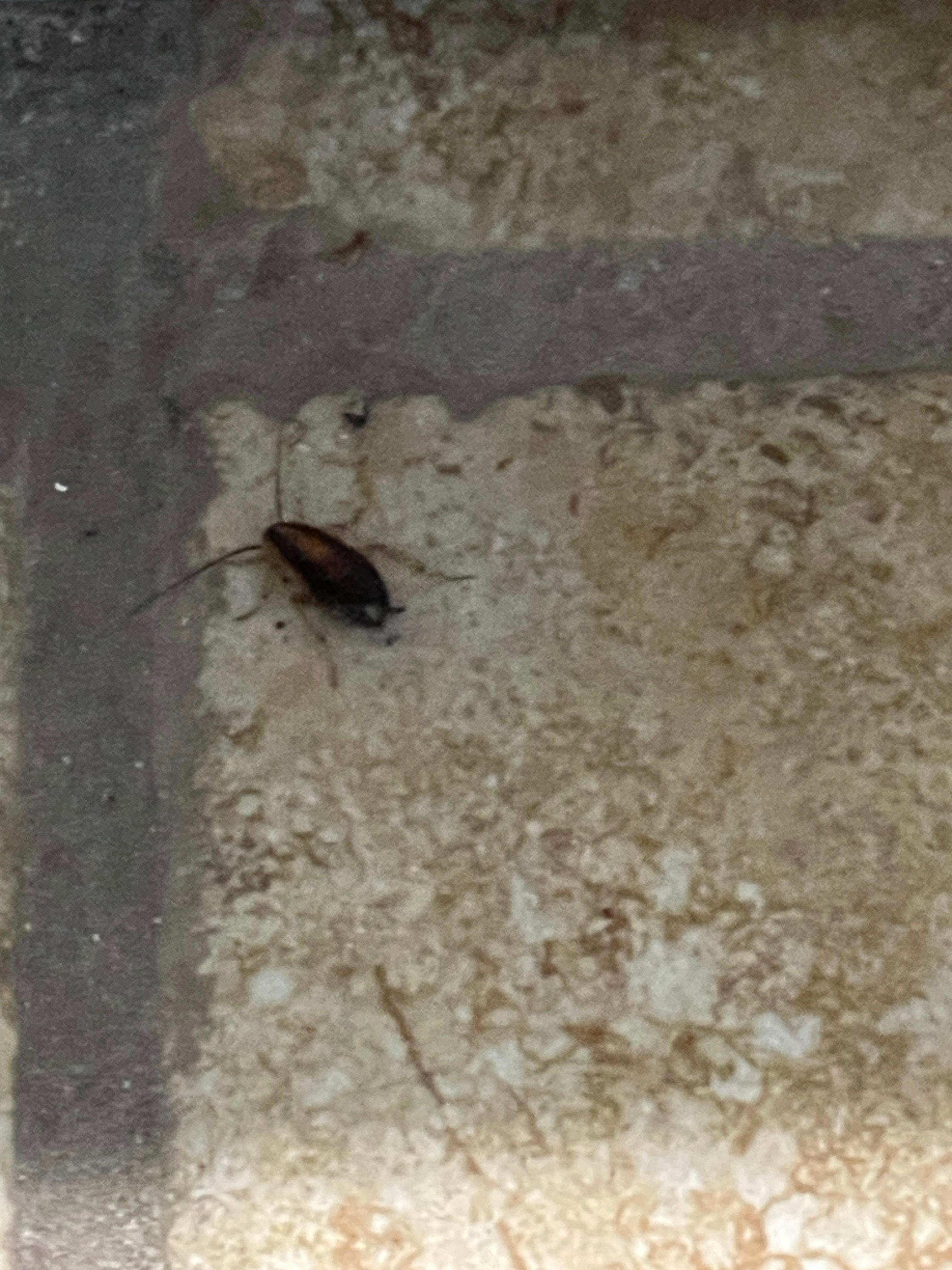 Roach on the floor