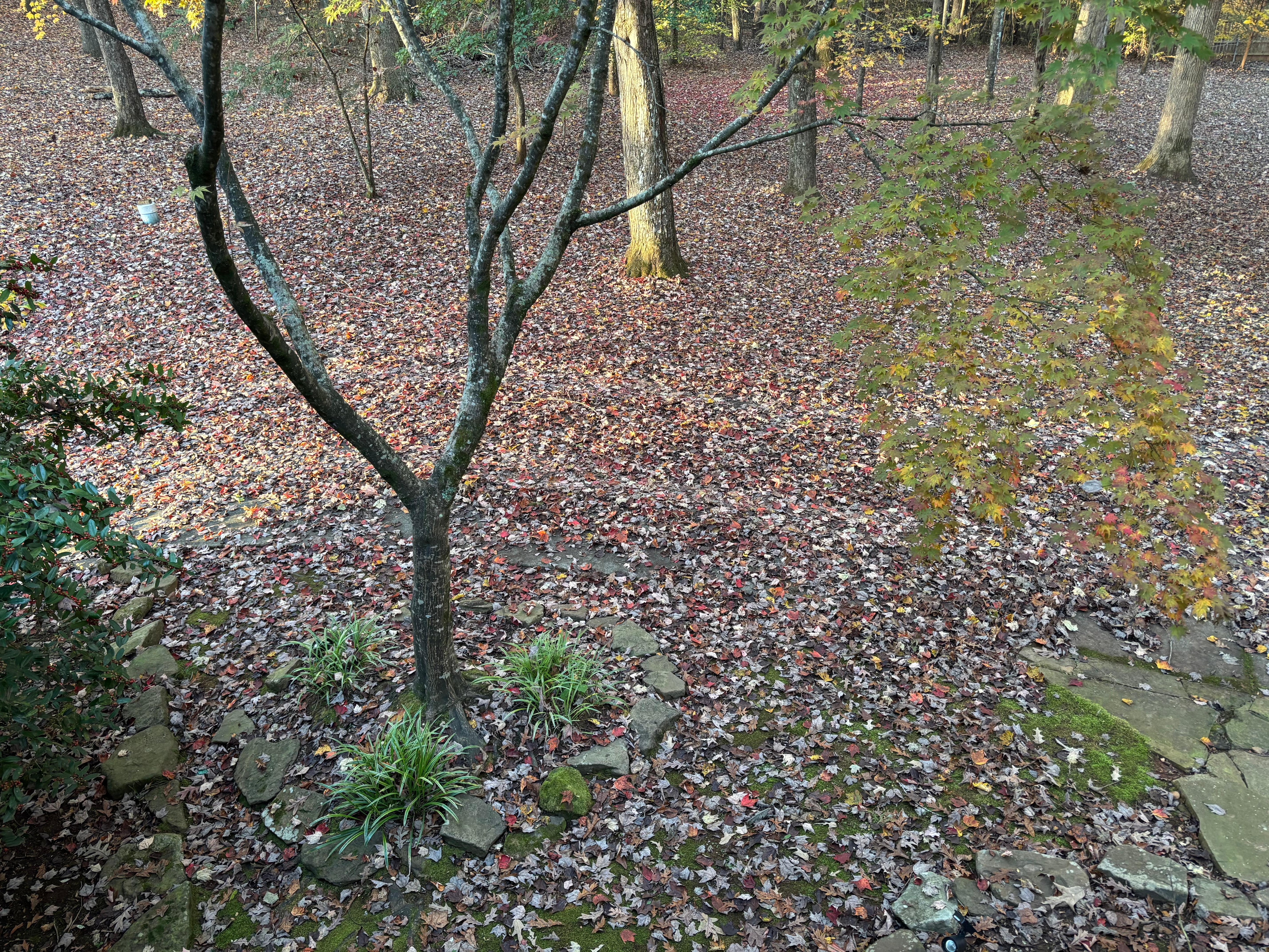 Driveway before blowing