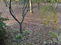 Driveway before blowing