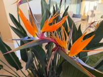 Flowers on the property.