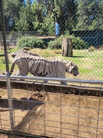 Big cat exhibit