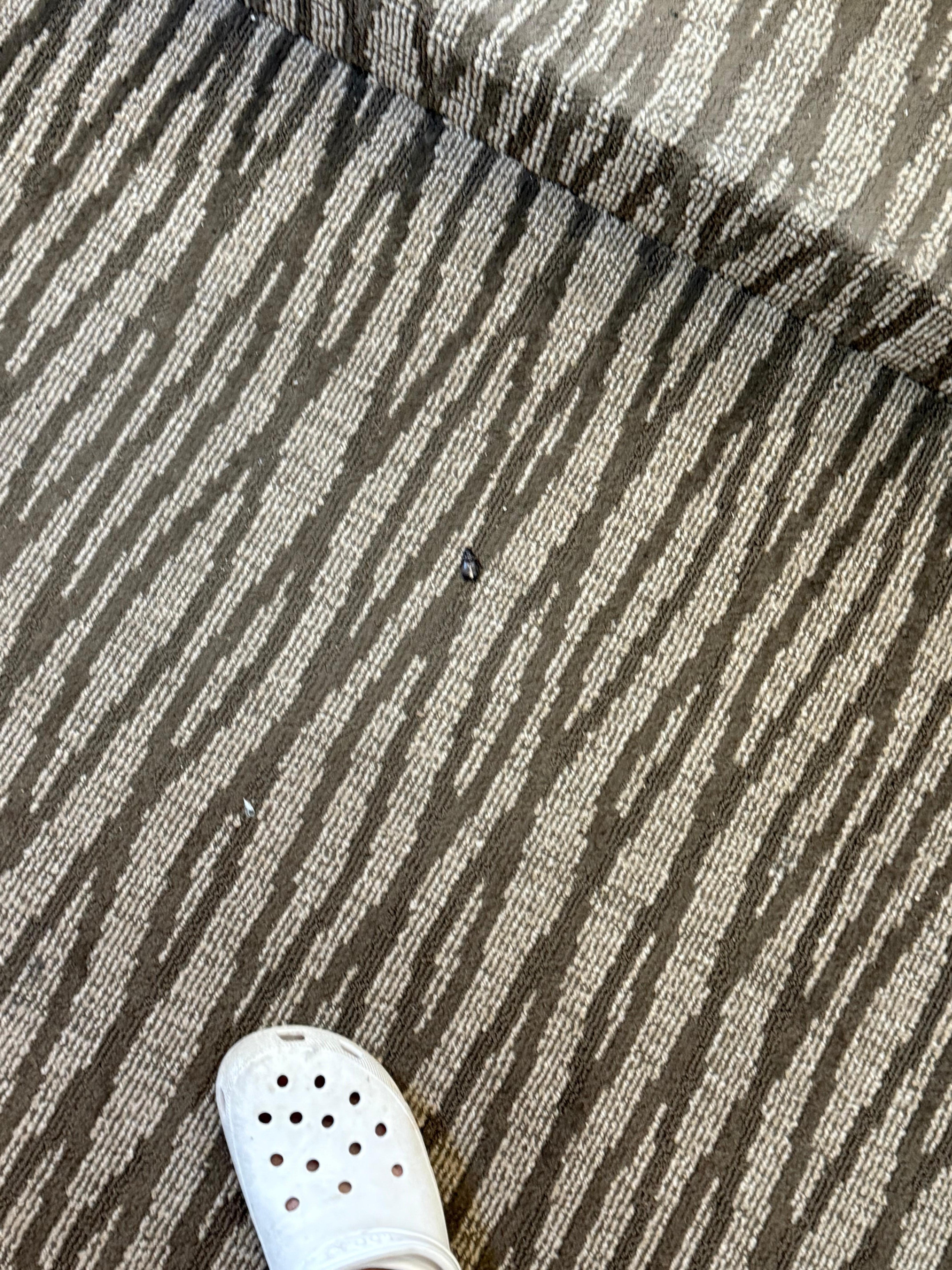 Cockroach right before we got to our room 