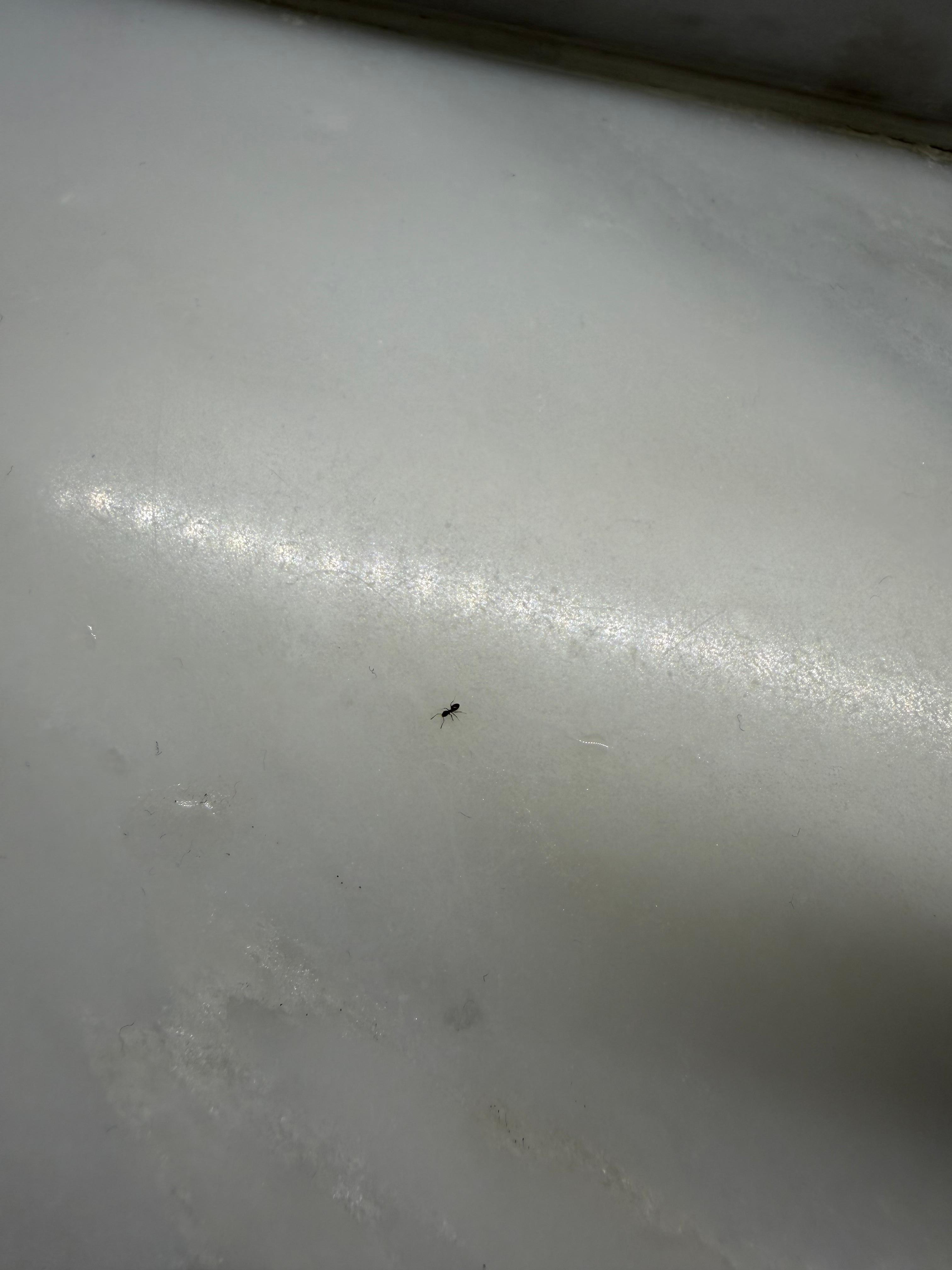 Pic of the tiny little ants that were in my room. 