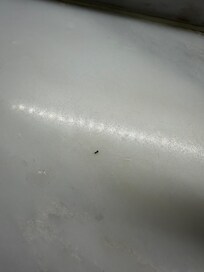 Pic of the tiny little ants that were in my room.