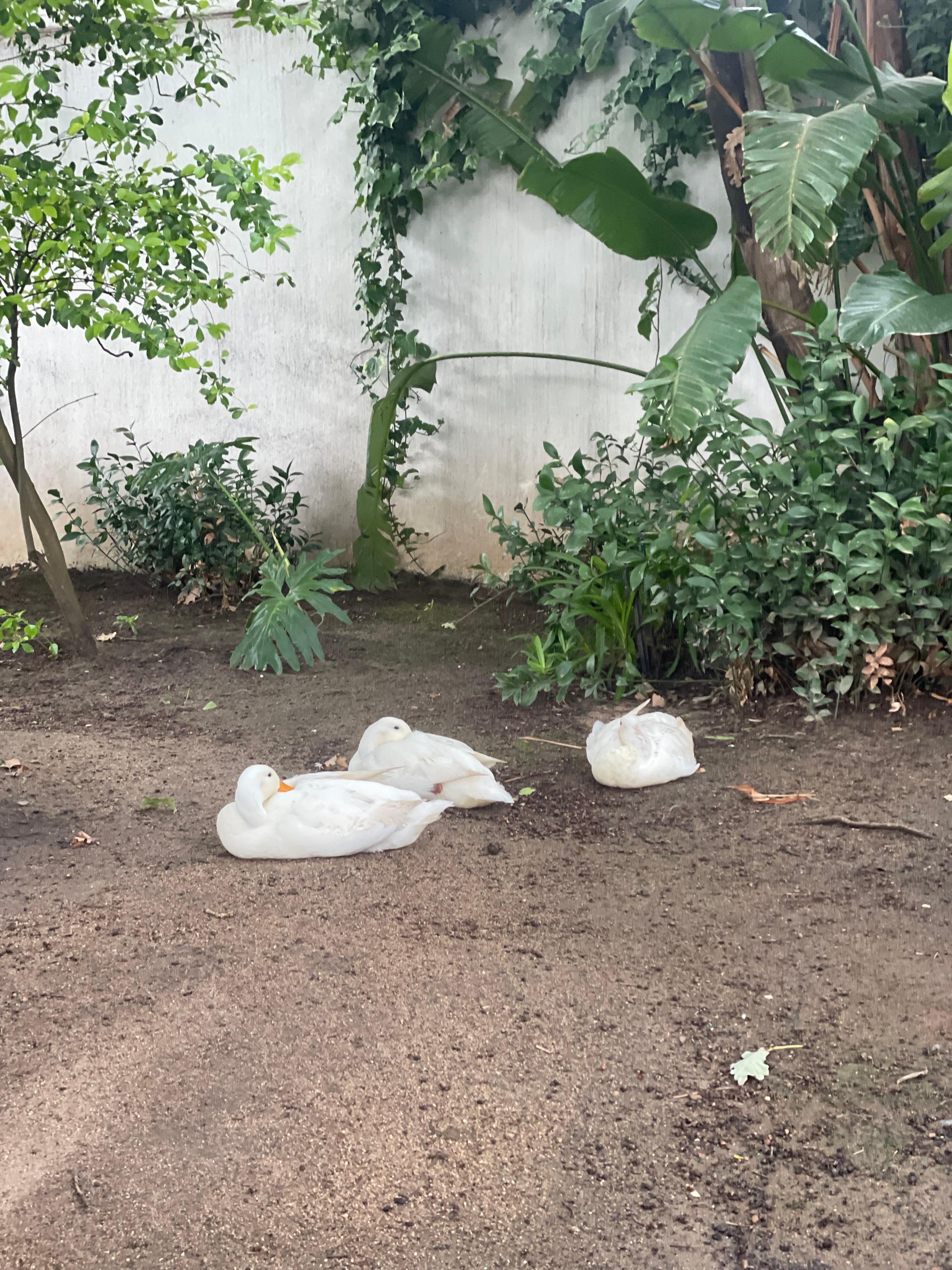 My girls loved the ducks!