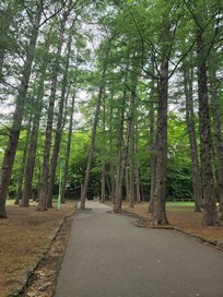 Forest in Maruyama Park