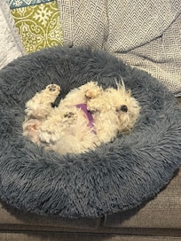 Our mini Schnauzer enjoying the peace and quiet of the cabin!