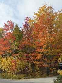 Autumn colors!
