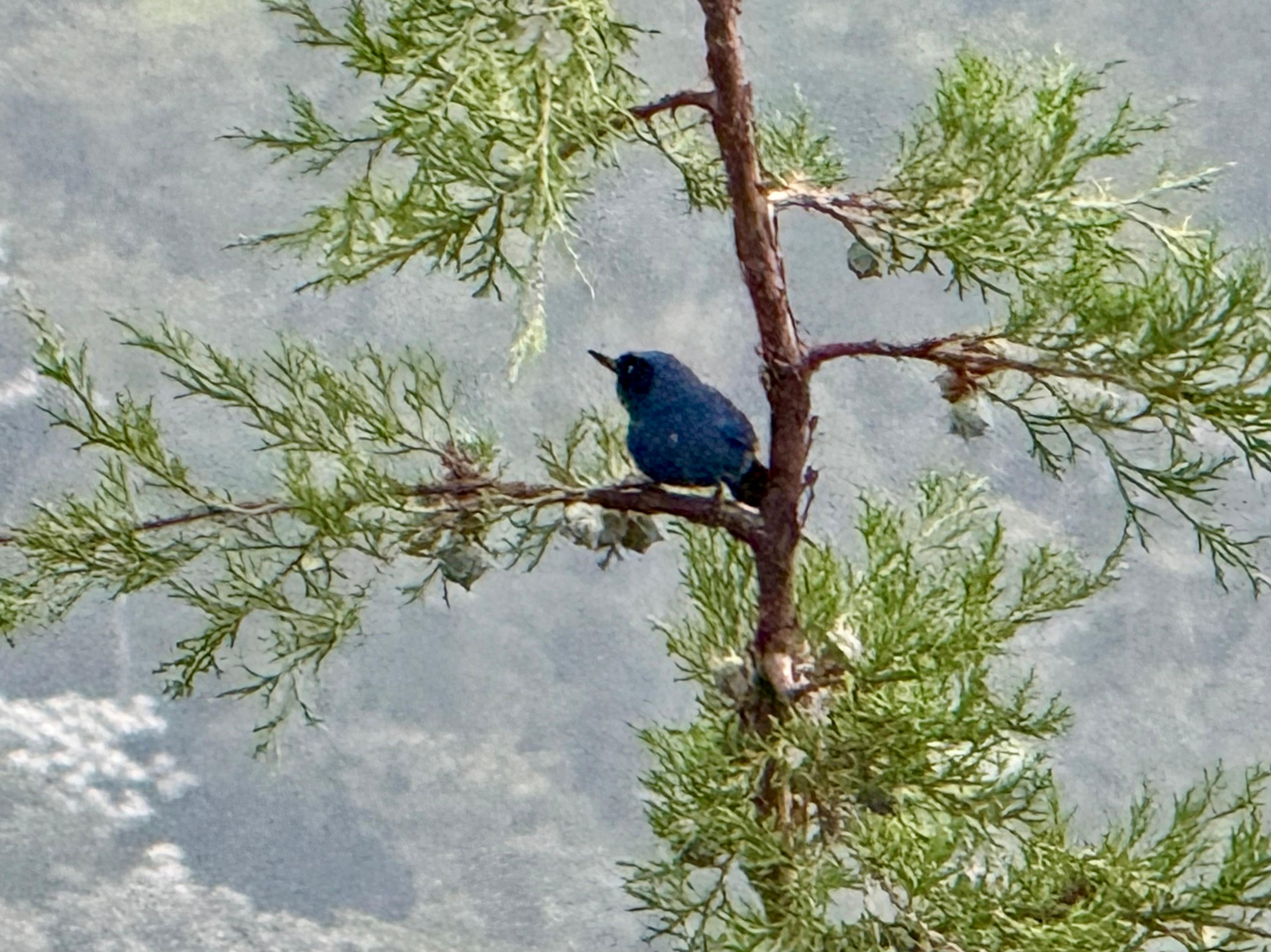 Masked Flowerpiercer (1 of about 30+ species on the property)