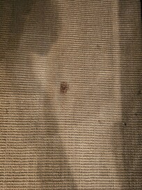Dog hair and stains on rug