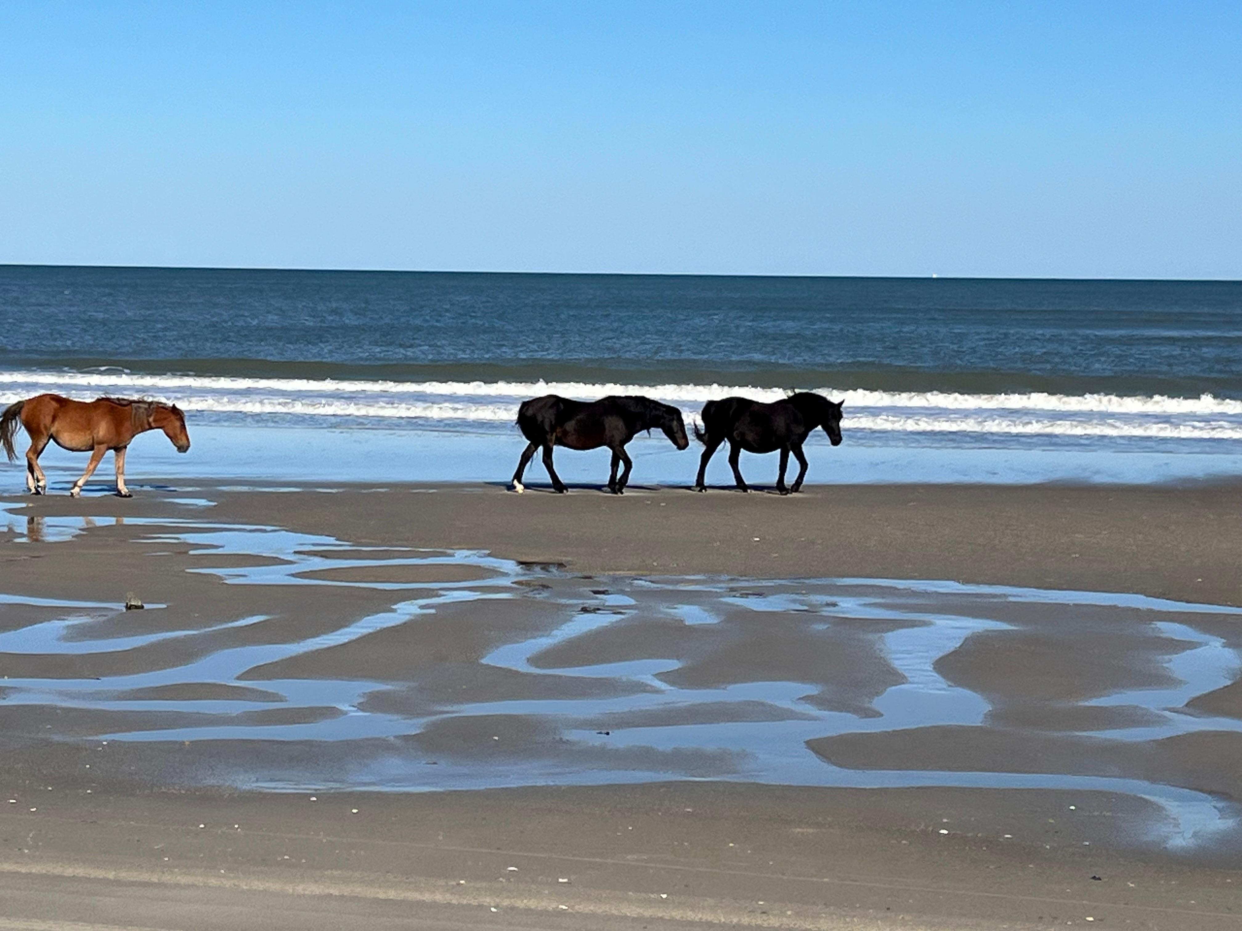 Wild Horse Tour in Corolla
