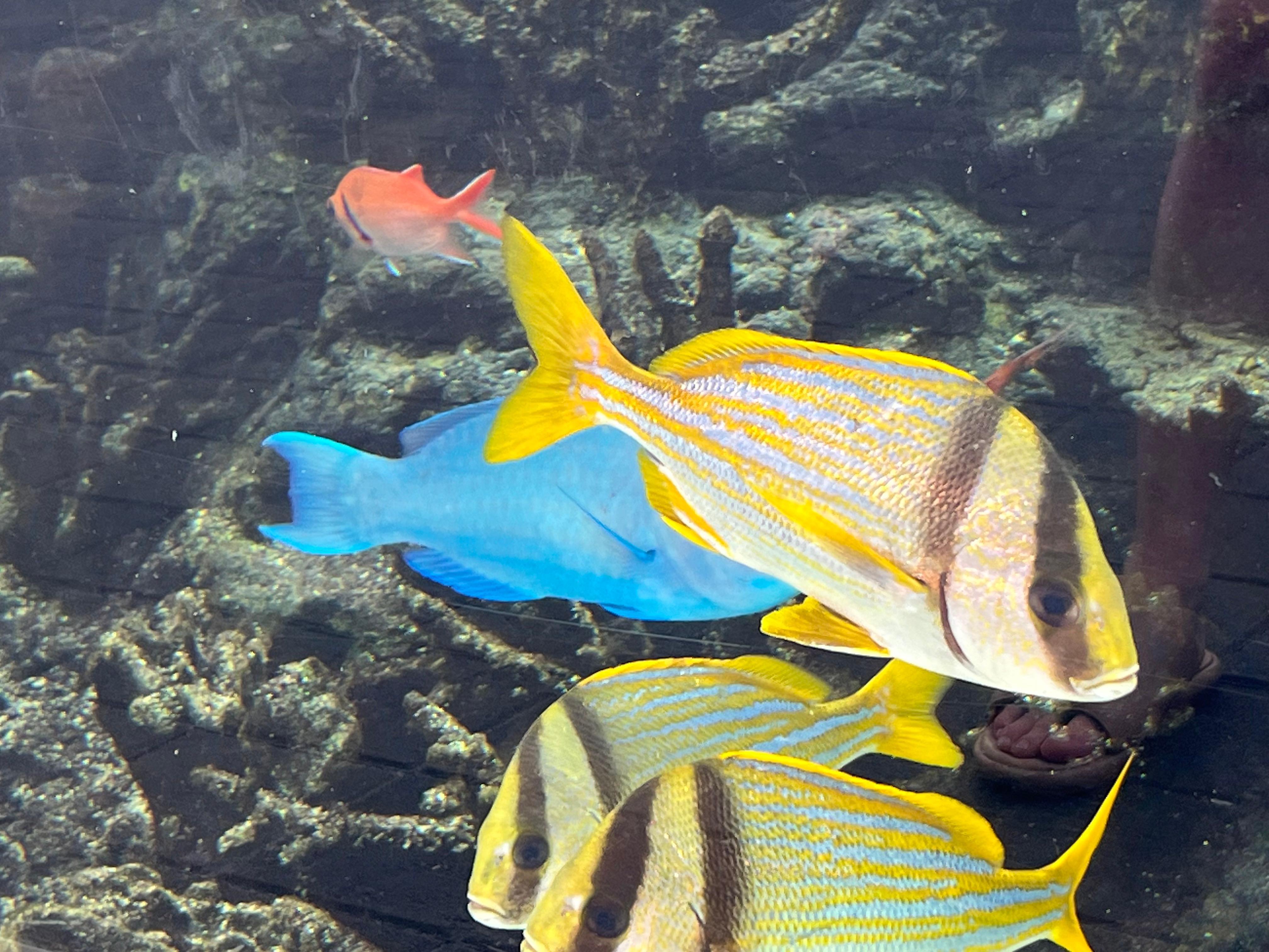 Loggerhead Marinelife Center