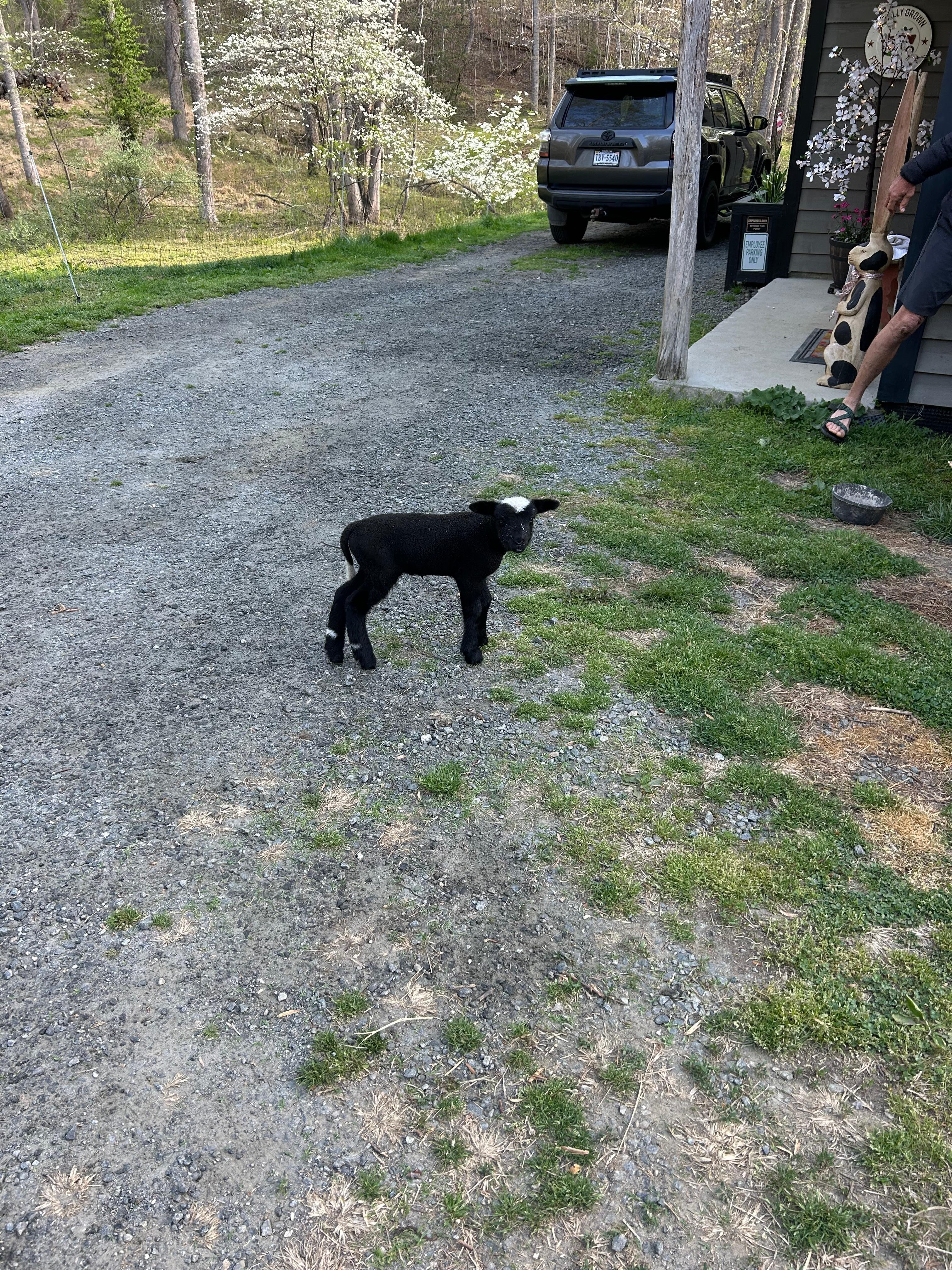 Jellybean the 1-week old lamb!